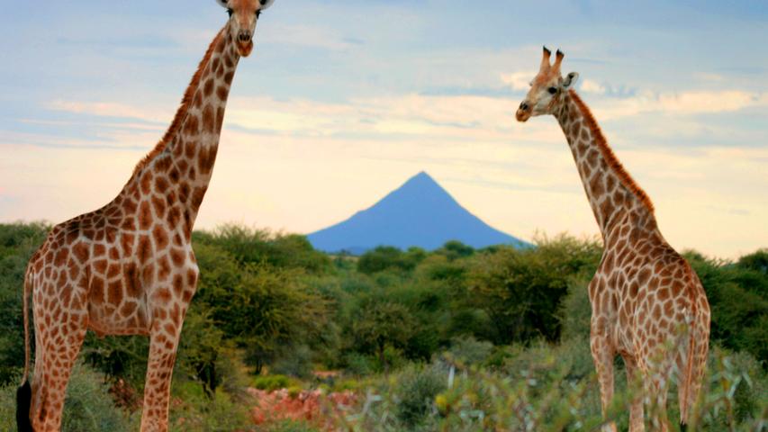 Das Foto mit den zwei Giraffen ist während einer Safari in Namibia aufgenommen worden. Die beiden wollten uns sicherlich auf den schönen blauen Berg im Hintergrund aufmerksam machen. "He, schaut mal, ihr Touristen, so schön ist unser Land", wollten sie sicher sagen.
 In unserem Voting schaffte es ebenfalls dieses schöne Foto auf den 18. Platz mit einer Durchschnittsnote von 4,3.