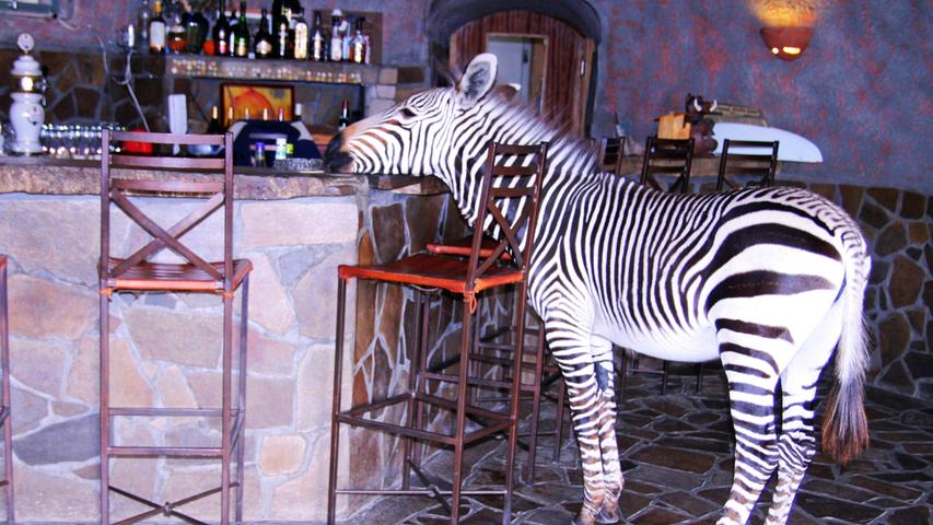 "Da steht ein Zebra an der Bar": Das  Foto stammt aus unserem Namibia-Urlaub. Es wurde in der Rostock Ritz Desert Lodge aufgenommen. Das Zebra kam direkt aus der Prärie an die, wie es hieß, gut ausgestattete Bar spaziert und ließ sich von niemandem stören oder vertreiben.
 In unserem Voting schaffte es dieses schöne Foto auf den 6. Platz mit einer Durchschnittsnote von 5,8.