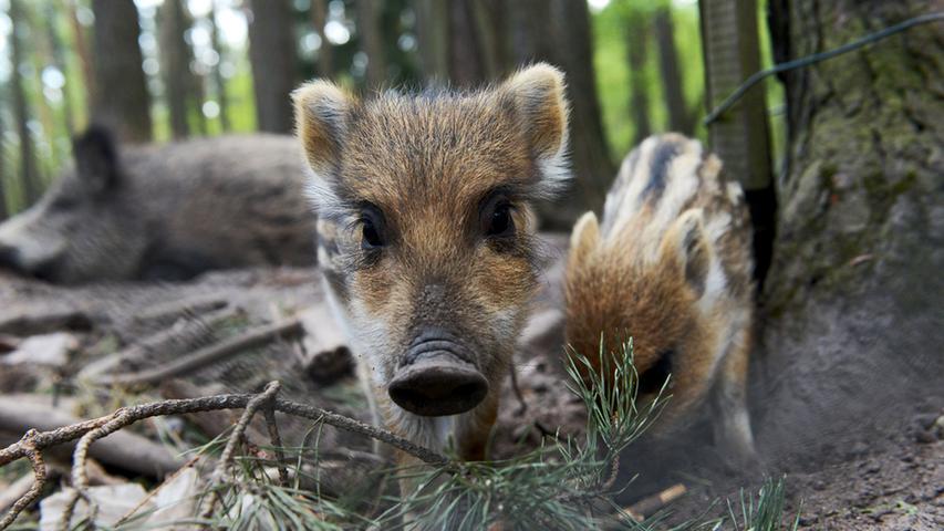 Die wohl beliebtesten Fürther leben im Wildschweingehege im Stadtwald.