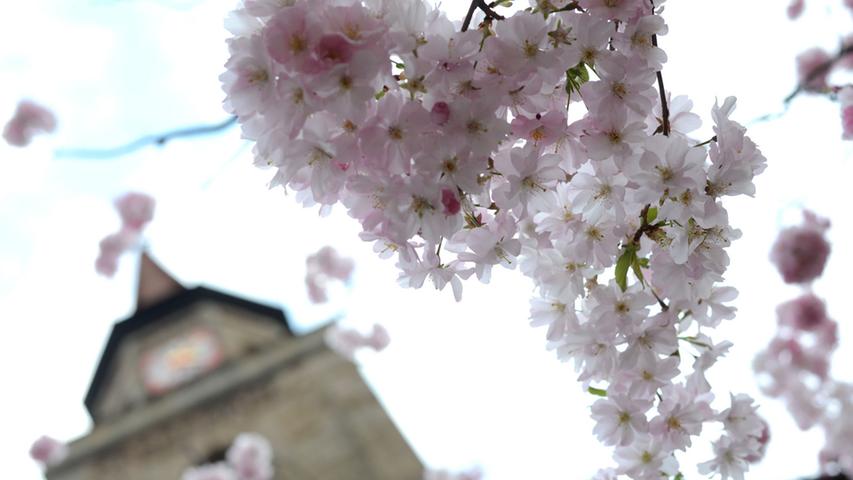 Blütenpracht vor St. Michael in der Altstadt.