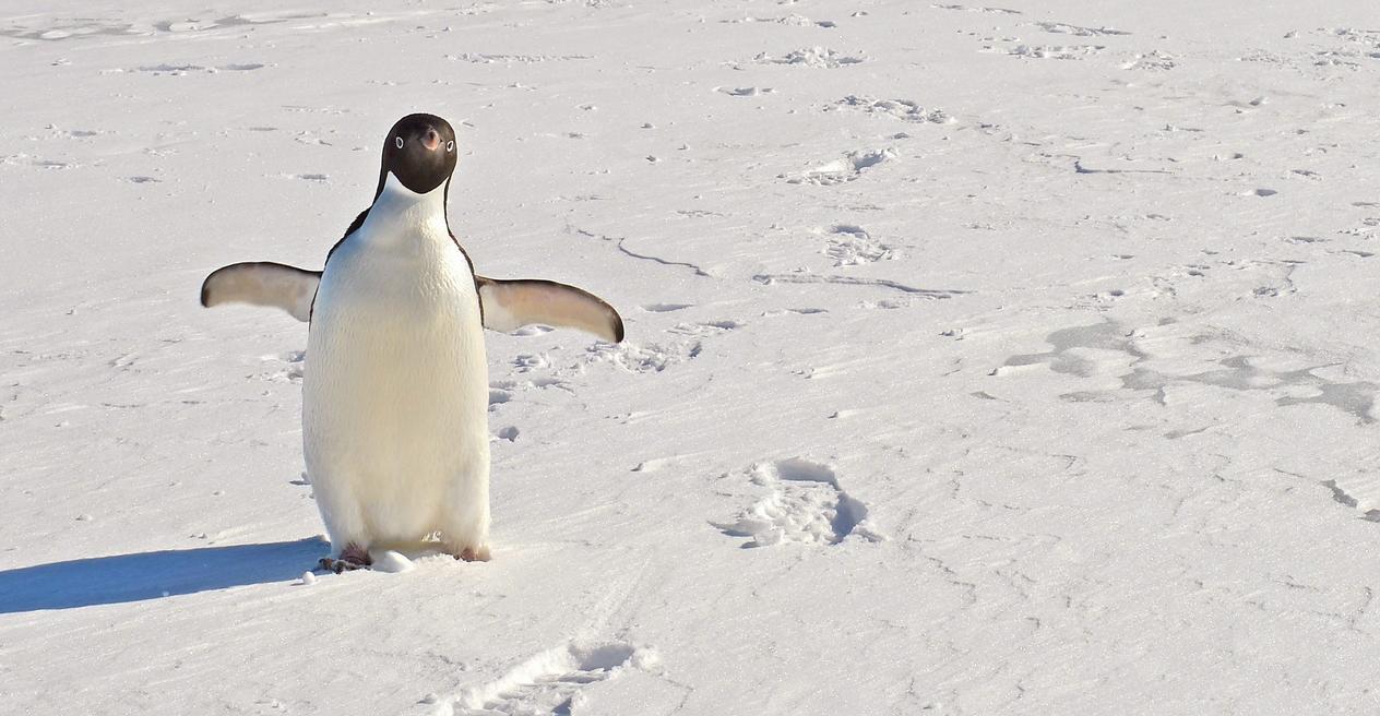 Eine ganze Kolonie von Adelie-Pinguinen wurde in der Antarktis durch einen riesigen Eisberg nahezu ausgerottet.