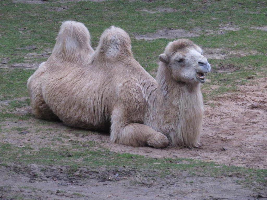 In der Roten Liste gefährdeter Arten werden die wilden Trampeltiere seit 2002 als vom Aussterben bedroht. Weltweit beträgt der Bestand nur noch ca. 1.000 Trampeltiere in freier Wildbahn. Die Wild Camel Protection Foundation setzt sich für den Schutz der letzten lebenden wilden Trampeltiere ein. Sie plante deshalb gemeinsam mit der chinesischen Regierung ein großflächiges Schutzgebiet für diese Tiere.