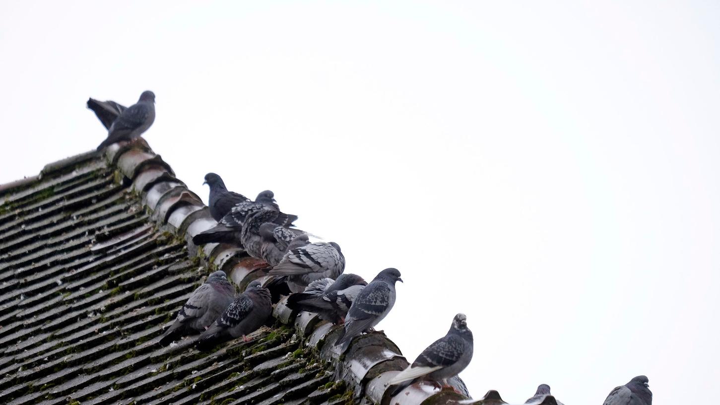 Rund 80 Tauben warten nur auf den nächsten Leckerbissen, den ein Nürnberger Samenhändler vor die Tür legt.