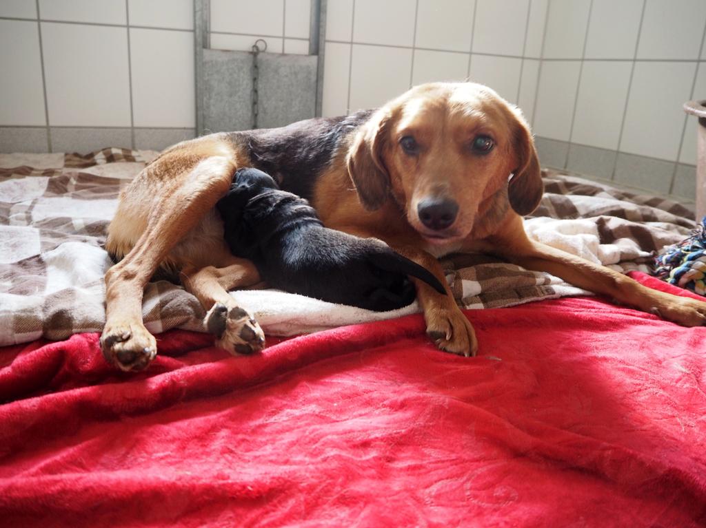 144 hunde auf grundstuck rother tierheim springt ein roth hilpoltstein nordbayern de