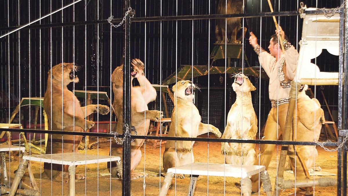 Tierschützer machen Front gegen Circus Krone Tierschützer machen Front gegen Circus Krone