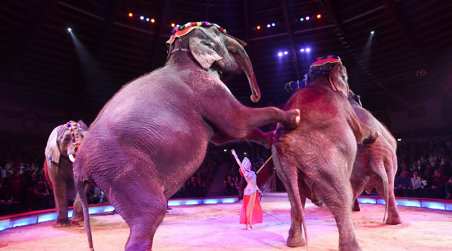 Elefanten in der Manege: Tierschützer fordern, dass Wildtiere in Zirkussen generell verboten werden. Elefanten in der Manege: Tierschützer fordern, dass Wildtiere in Zirkussen generell verboten werden.