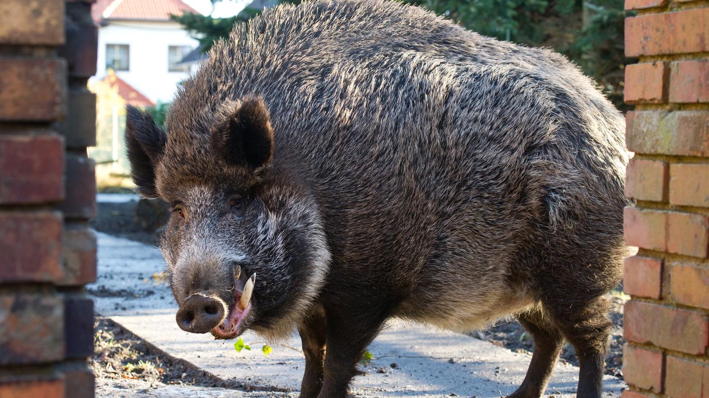 Roth: Wildschwein randaliert in Kfz-Werkstatt