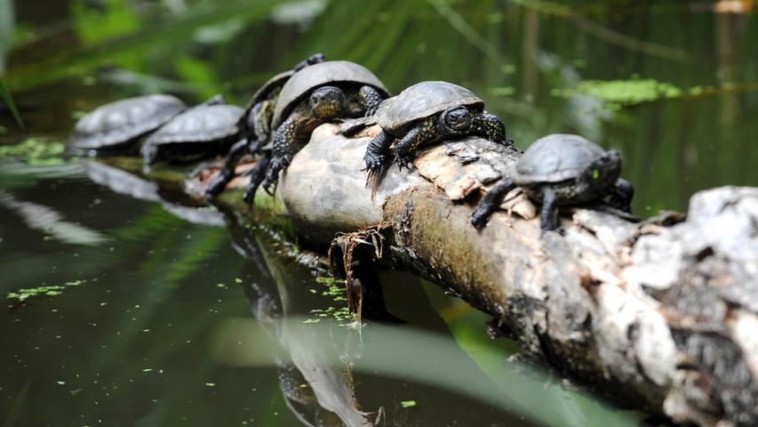 Polonaise mal anders: Die europäischen Sumpfschildkröten überqueren den Teich, ohne sich die Füße nass zu machen.