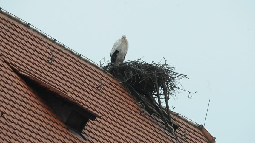 Lohnender Blick nach oben: Storch im Horst auf dem Kirchendach