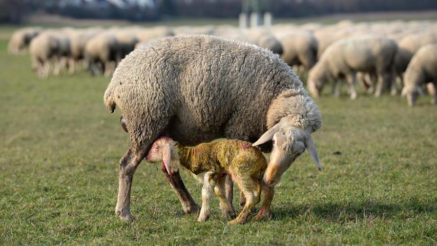 Rührende Szenen am Wiesengrund: Als wir im März die Schafe von Landwirt Thomas Wüst besuchen, dessen Herde unangeleinte Hunde zu schaffen machen, erleben wir zufällig die Geburt eines Lämmchens und halten sie mit der Kamera fest. Das Video erobert die Herzen unserer Leser im Sturm.