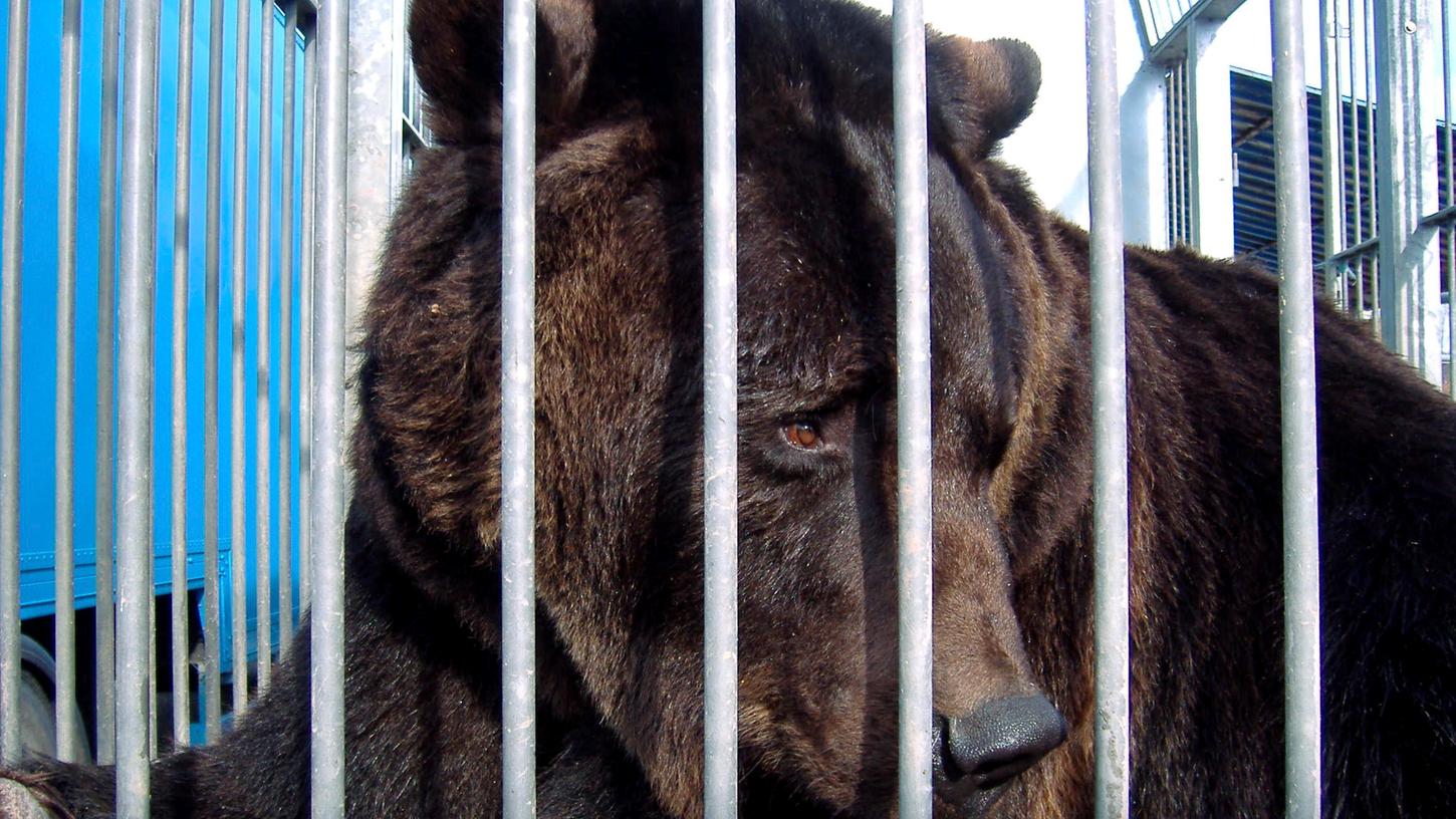 Nach Befreiung: Braunbär Ben muss nicht in Zirkus zurück