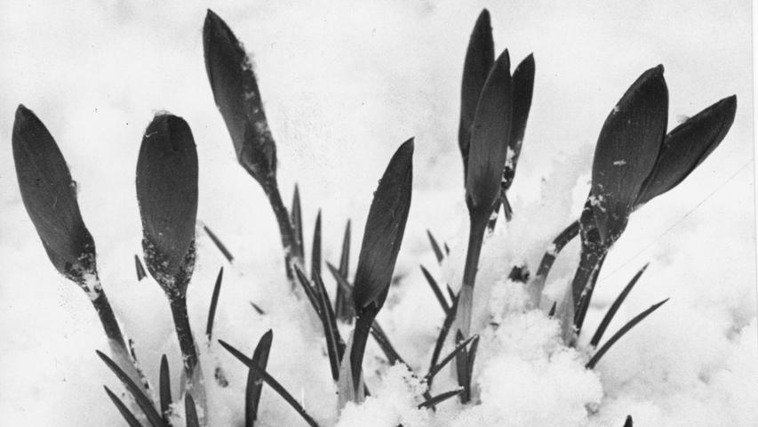 Krokusse blühen im Schnee. Bevor die Blüten photographiert werden konnten, mußten sie vorsichtig ausgegraben werden. Hier geht es zum Artikel vom 16. März 1966: 16. März 1966: Blumen unter Schnee.