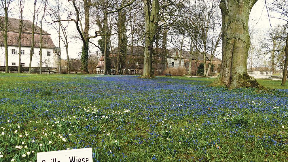 Blaublütler im Ellinger Schlosspark