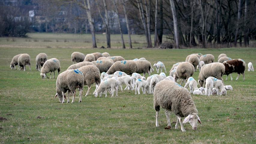 Mäh, ihr Schafe: Zuckersüße Lämmer hoppeln über Erlanger Wiesen