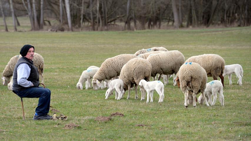 Mäh, ihr Schafe: Zuckersüße Lämmer hoppeln über Erlanger Wiesen