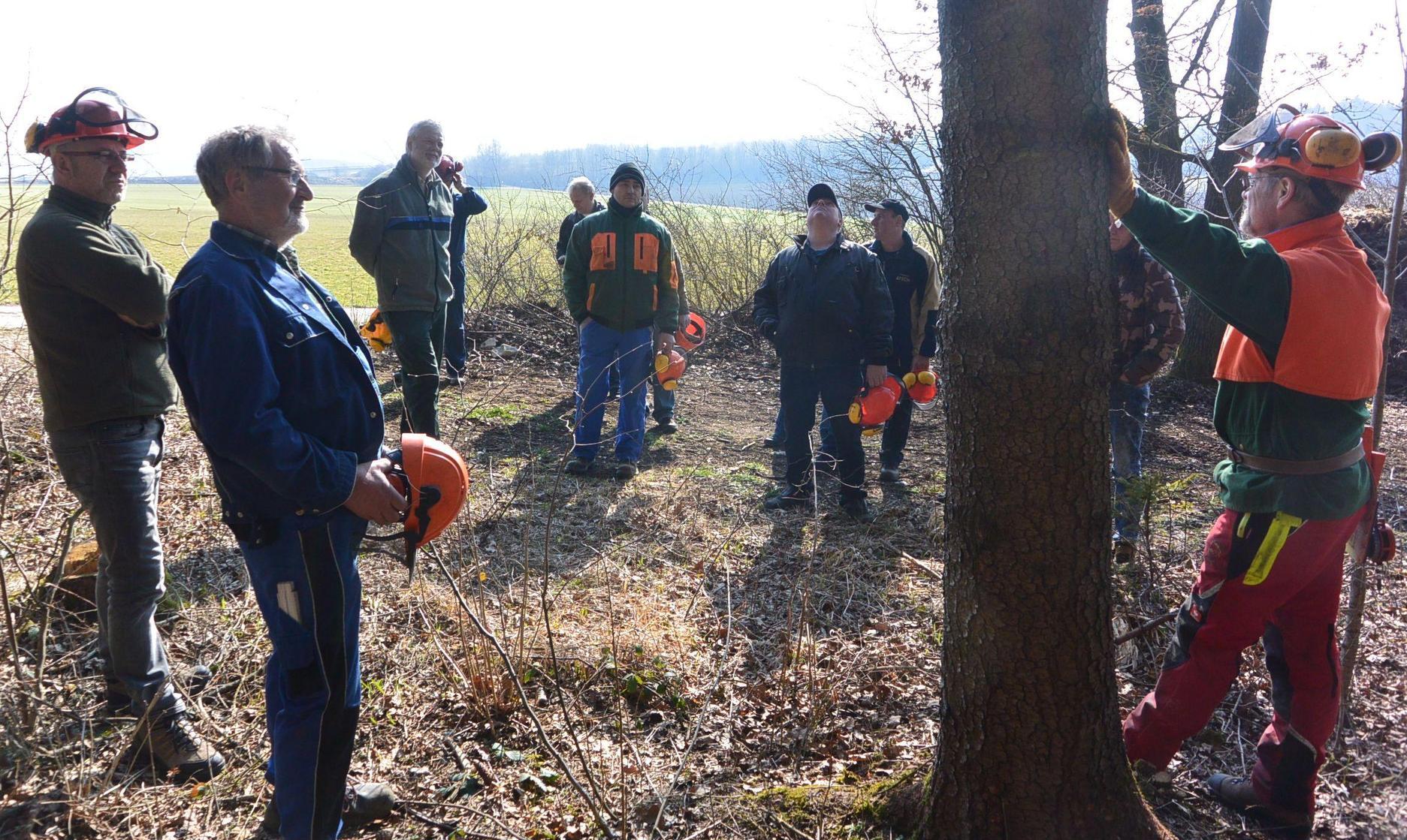 Fällen von Bäumen Kleine Fehler wirken fatal Nordbayern