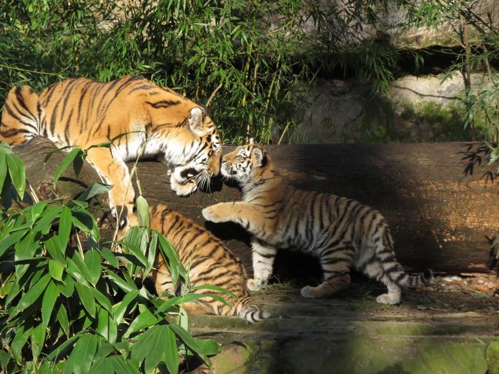 Neben dem Verlust des natürlichen Lebensraumes ist der Sibirische Tiger vor allem durch die Verringerung der Großwildbestände, die seine natürliche Nahrungsgrundlage bilden, bedroht. Der illegale großflächige Holzeinschlag stellt eine der Hauptursachen für den Verlust des Tiger-Lebensraumes dar. Ein weiterer Faktor, der den Lebensraum des Sibirischen Tigers bedroht, sind Waldbrände. Der Sibirische Tiger wird als stark gefährdet, bis zum nächsten Jahr des Tigers 2022 soll der Bestand aber von heute ca. 500 Tieren verdoppelt werden. 