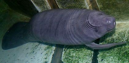 Seekuh Baby Gesund Und Munter Nurnberg Nordbayern