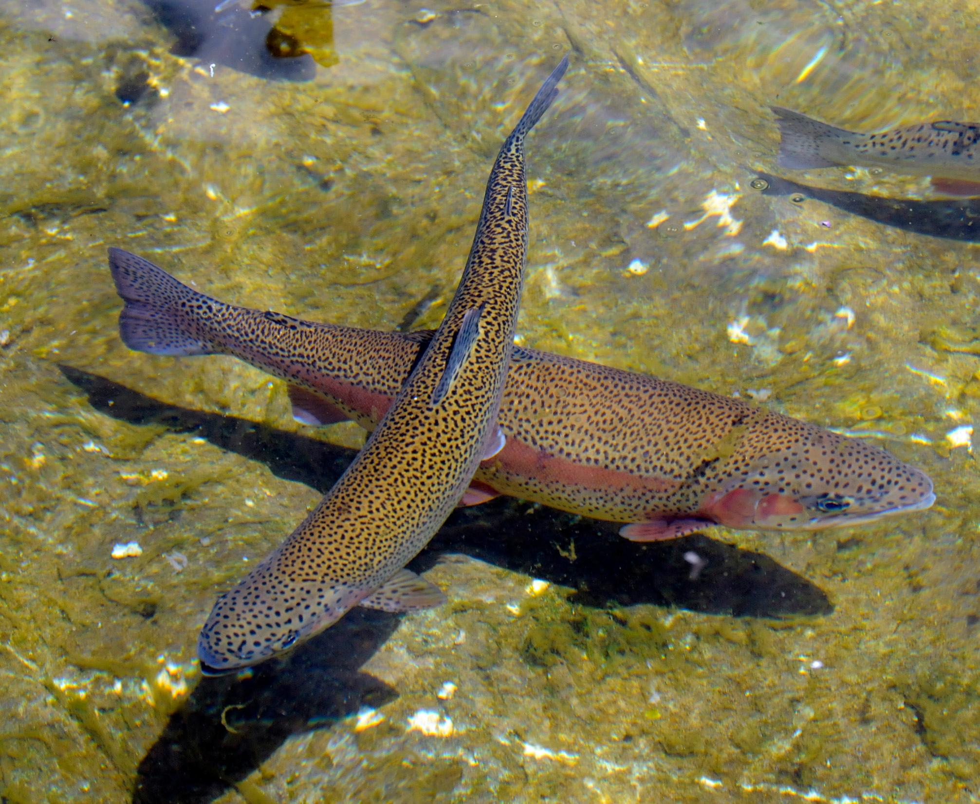 Forellensterben in der Lauterach Welche Substanz ist schuld?