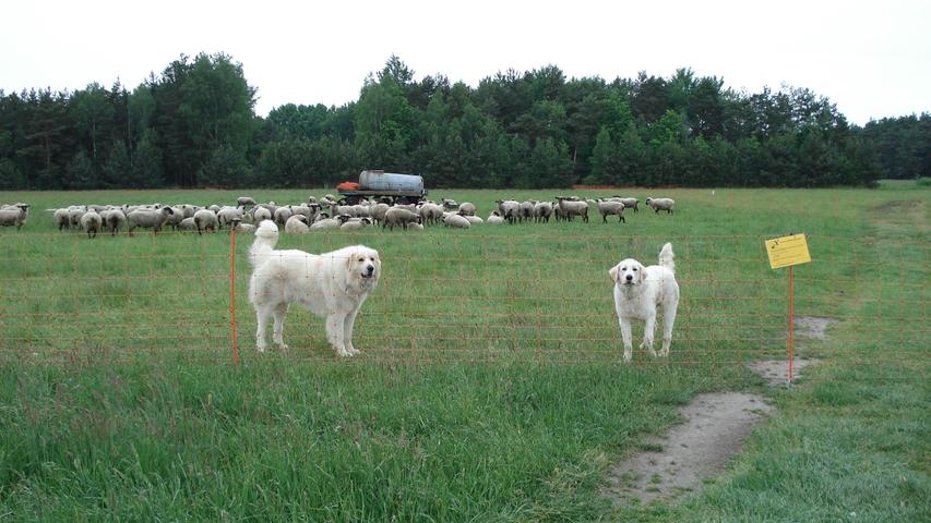 Hier sind Herdenschutzhunde im Einsatz, sie verteidigen Schafe vor Wolfsangriffen.