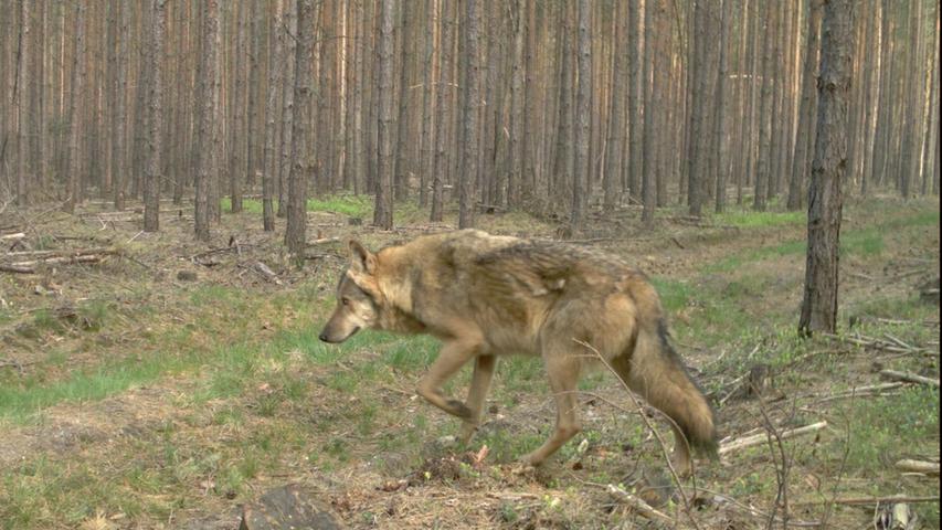 Die Wölfe kommen zurück: Unterwegs in der Lausitz