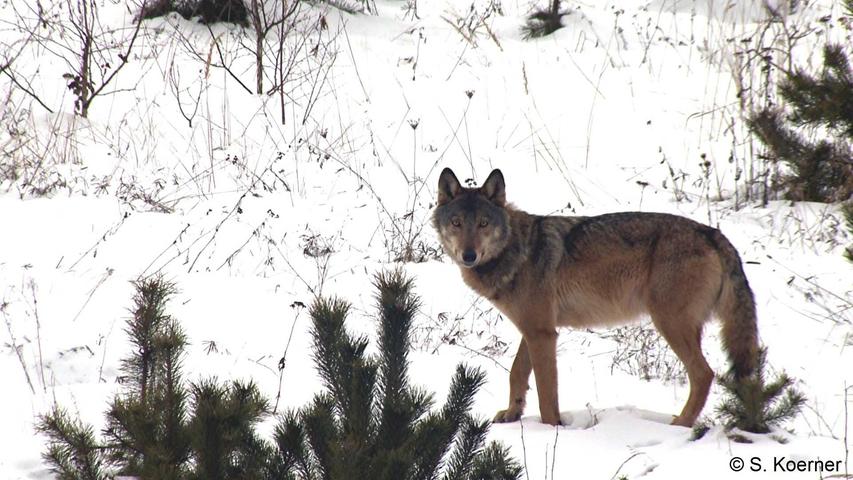 Sachsen ist das Bundesland mit der längsten Wolfserfahrung.