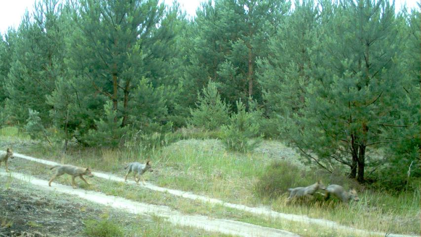Auch diese fünf Wolfswelpen gerieten in der Lausitz vor eine automatische Linse.
