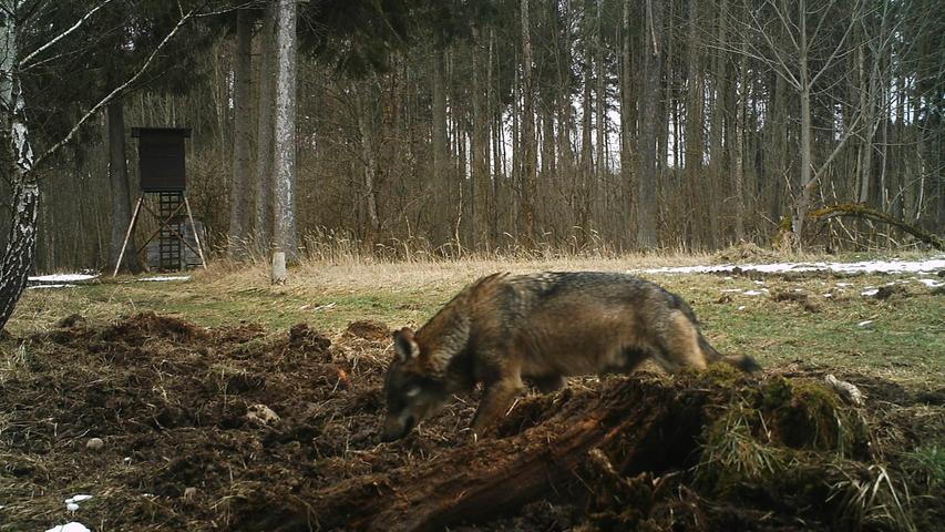 Auch in Bayern sind Wölfe auf Wanderschaft. Dieser Graupelz tappte im März im Landkreis Starnberg in eine Fotofalle.