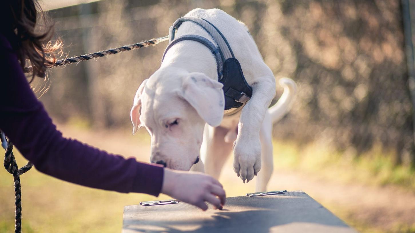 Hund, Katze, Maus und Co: Das Tierheim Forchheim ist das Zuhause von Zwei- wie Vierbeinern. 