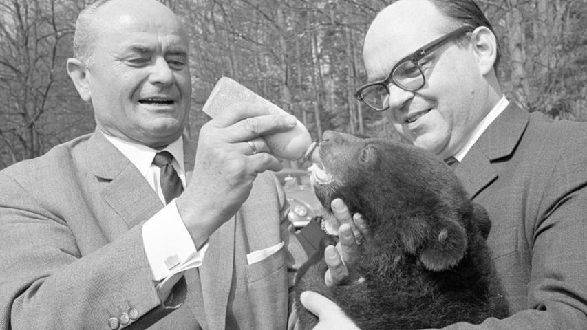 Keine Angst vor „großen Tieren“ zeigt der kleine Kragenbär: während ihm Bürgermeister Franz Haas die Flasche reicht, verkratzt er Fraktionschef W. Prölß mit seinen spitzen Krallen die Hände. Hier geht es zum Artikel vom 8. April 1966: Bären treiben Spaß mit Bürgermeister