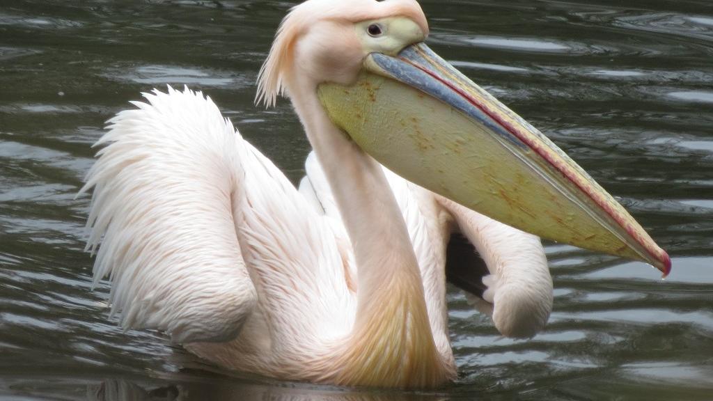 Ein Pelikan im Nürnberger Tiergarten.