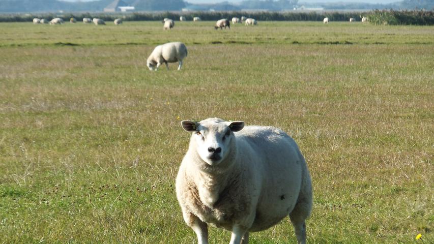 Wohin das Auge schweift, Schafe: Auf Texel gibt es doppelt so viele Schafe wie Einwohner. Kein Wunder, dass die Vierbeiner einen von jeder Wiese aus stoisch anglotzen.
