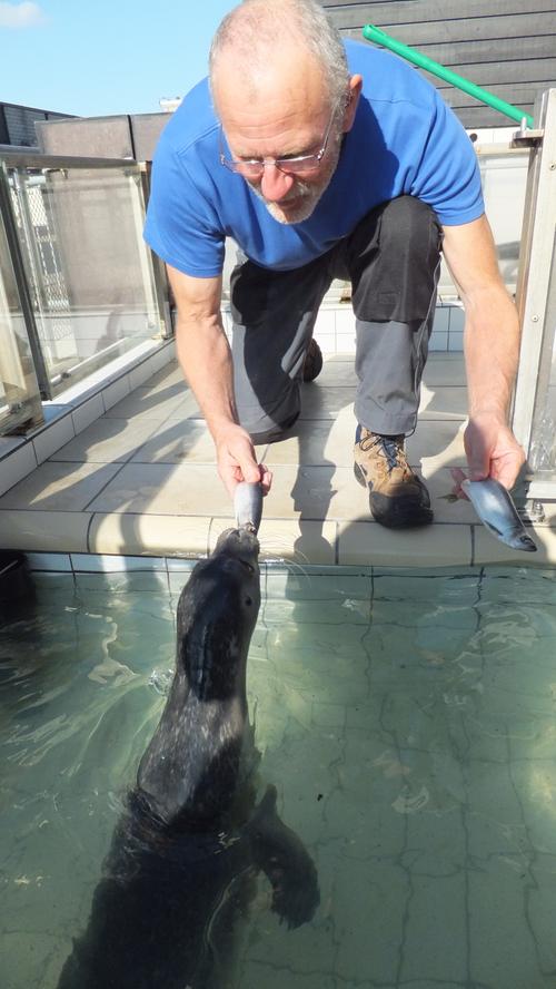Mmmh, Hering: In der Aufzuchtstation vom „Ecomare“ füttert ein Tierpfleger eine Robbe, die demnächst wieder in die Freiheit entlassen werden soll.
