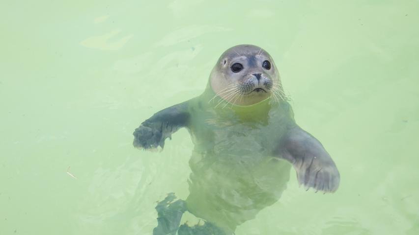 Blickfang für viele Besucher: Kranke oder untergewichtige Robben werden im „Ecomare“ so lang aufgepeppelt, bis sie zurück ins Wattenmeer können.