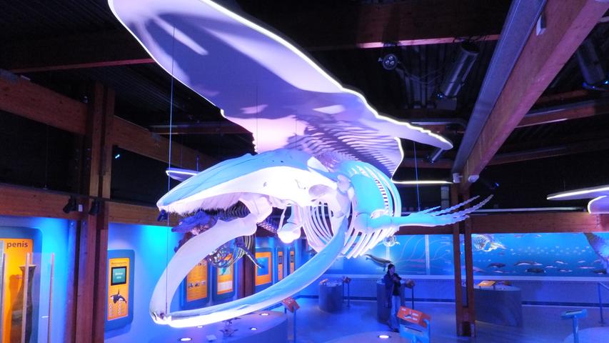 Im Informationszentrum „Ecomare“ gibt es nicht nur Skelette von Meeressäugern zu bestaunen. In dem Museum ist auch Leben: Eine Auffangstation für Heuler und kranke Seehunde sowie Schweinswale ist Höhepunkt eines jeden Rundgangs.