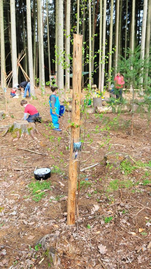 Der Waldkindergarten Forchheim tut seinen Teil, um die Nachhaltigkeit des Waldes zu gewährleisten. Jedes Kind wird Pate eines neu gepflanzten Baums. So lernen die Kinder auch mehr über die verschiedenen Baumarten.