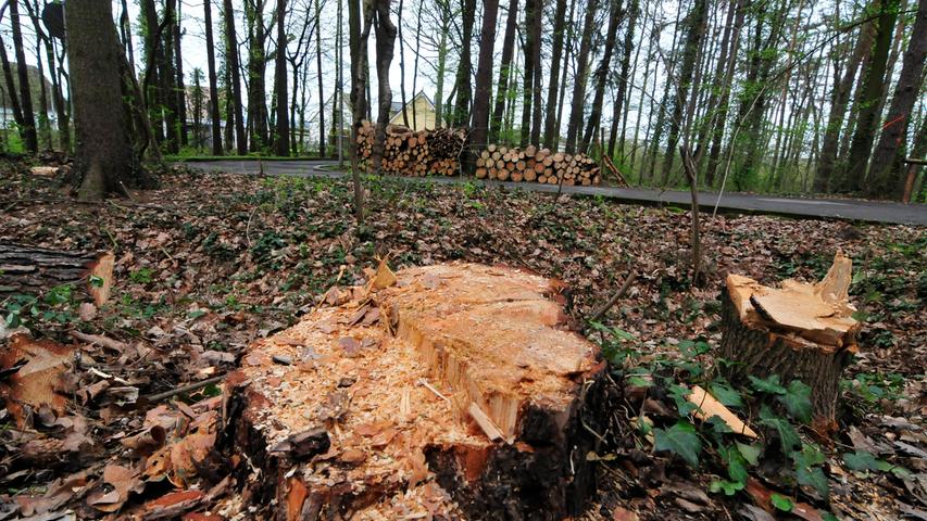 Jedes Jahr von Herbst bis Frühling wird im Forchheimer Stadtwald abgeholzt.