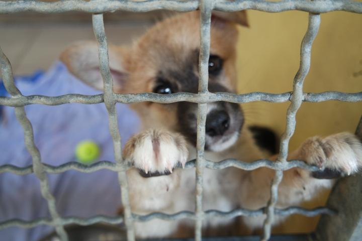 Tierheim Sucht Neues Zuhause Fur Schmuggel Welpen Furth Nordbayern De