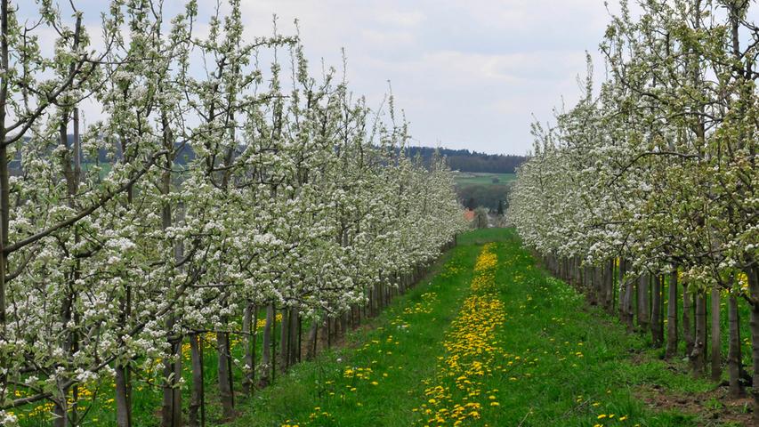 Kirsche, Apfel, Birne: Fränkische Schweiz steht in voller Blüte