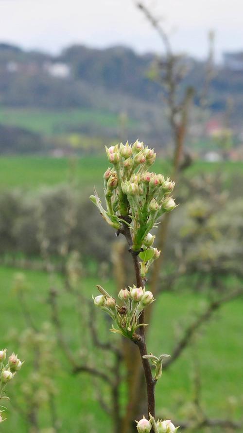 Kirsche, Apfel, Birne: Fränkische Schweiz steht in voller Blüte