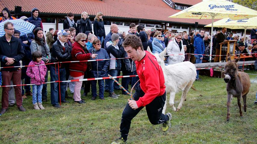 Störrische Tiere, feurige Show: Bilder vom 13. Neumarkter Eselrennen