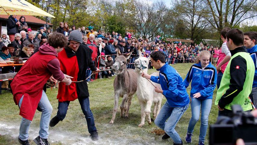 Störrische Tiere, feurige Show: Bilder vom 13. Neumarkter Eselrennen
