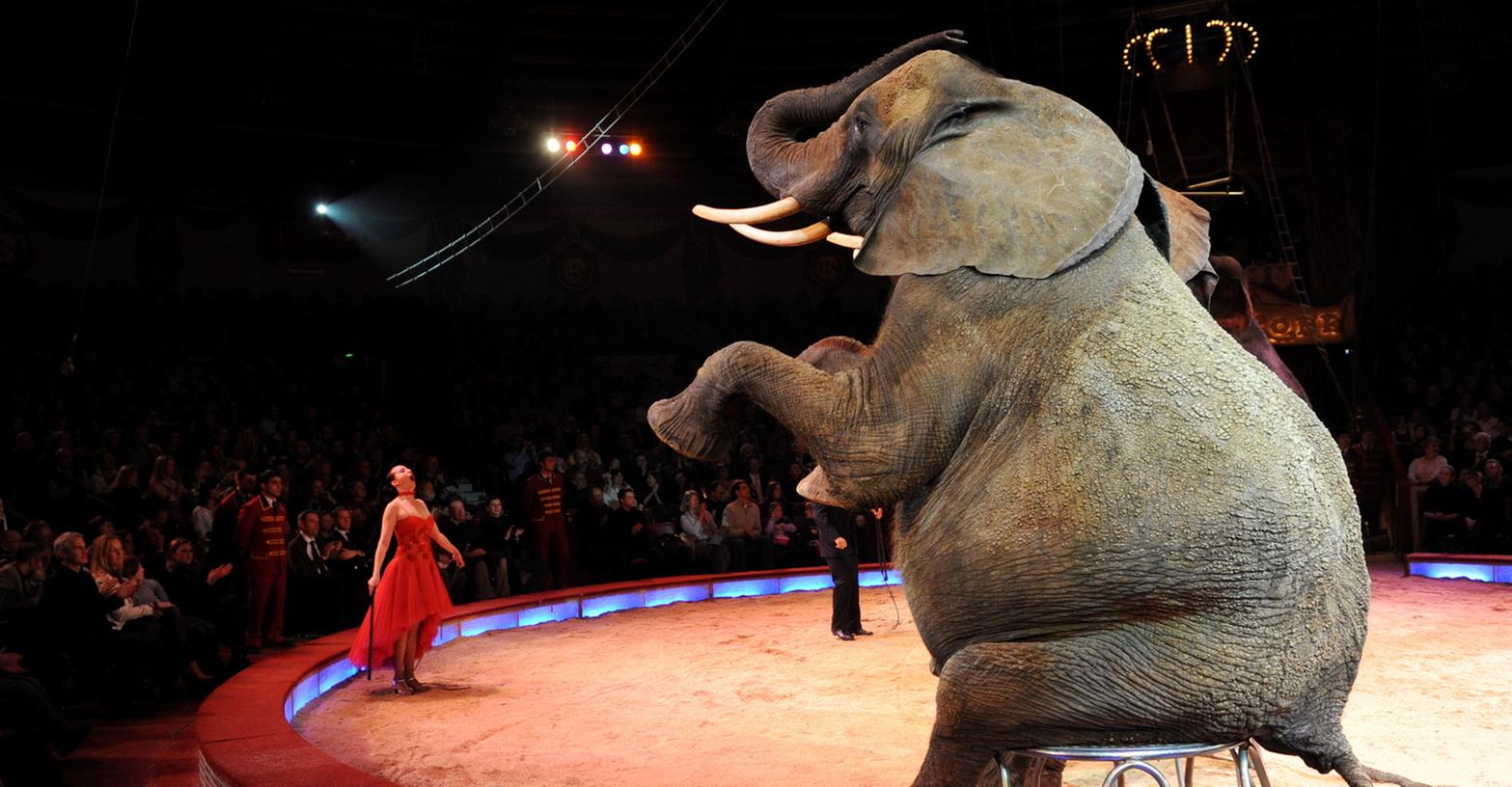 Ein Elefant, der dem Publikum Kunststückchen präsentiert.  Ob exotische Tiere in den Zirkus gehören, daran scheiden sich die Geister.