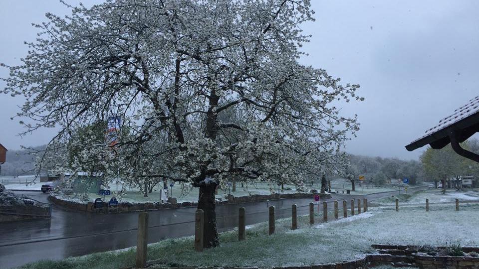 Der Frost setzt den Kirschblüten zu.