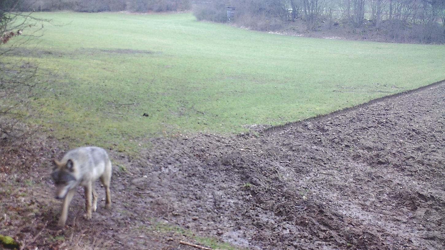 Im Nürnberger Land geht der Wolf um