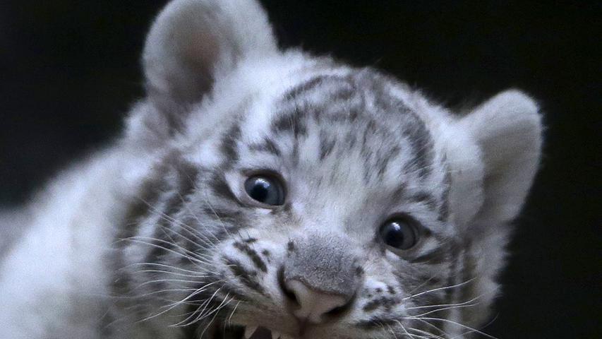 Knopfaugen und Flauschefell: Baby-Tiger tollen durch tschechischen Zoo