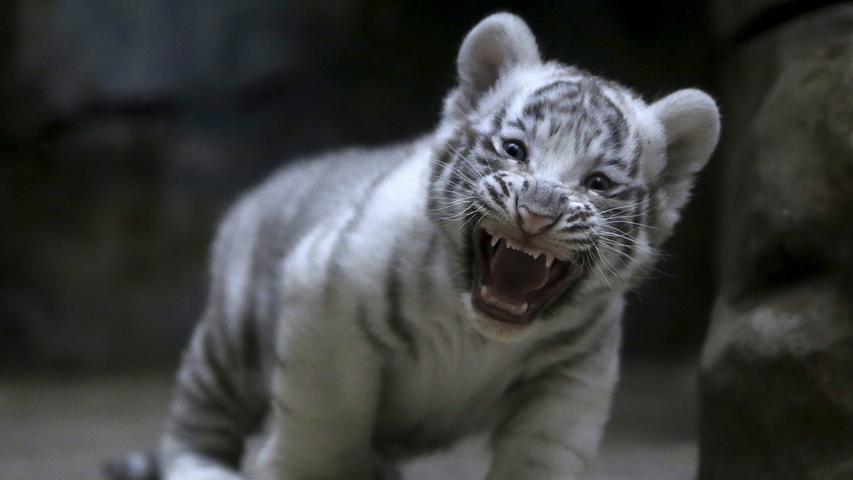 Knopfaugen und Flauschefell: Baby-Tiger tollen durch tschechischen Zoo