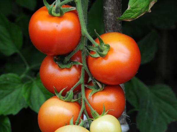 Deokration und Nutzen zugleich: Tomaten brauchen auf dem Balkon nicht viel Platz, nur ein Dach über den Kopf. Dann wachsen sie besser.