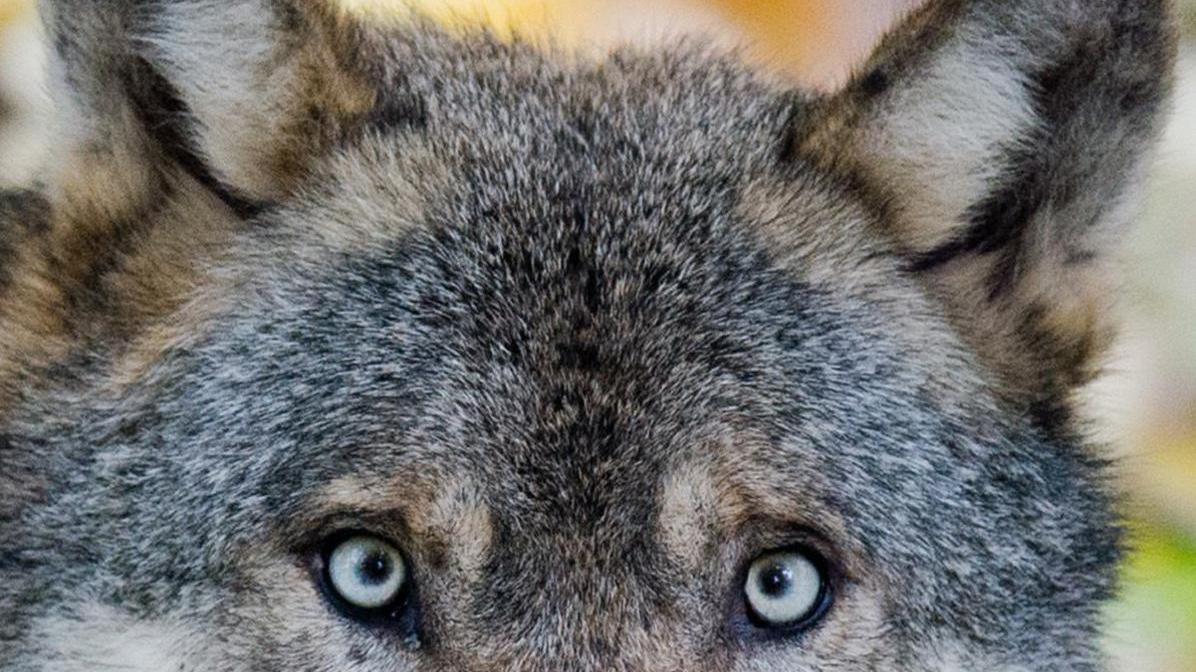 Wolf bei Nachbarn: Neumarkter Jäger wittern Konflikte