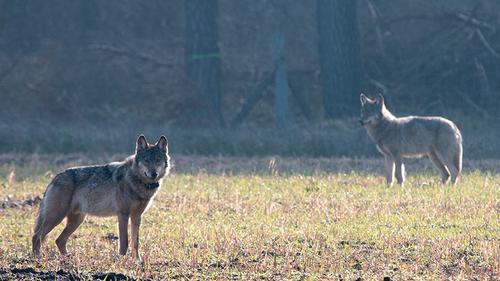In Deutschland siedeln sich wieder Wölfe an - wie im Munsterland (Foto) vielleicht nun auch in Franken
